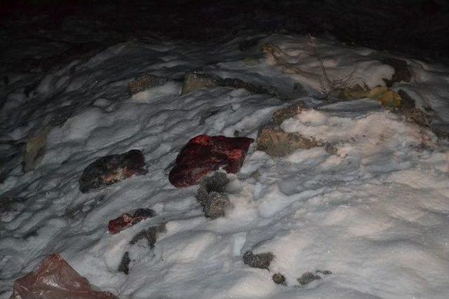 Sokak Hayvanlarına Yardım Eli 1