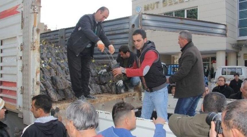 Mut Belediyesi &Ccedil;ift&ccedil;iye Antep Fıstığı Fidanı Dağıtıyor