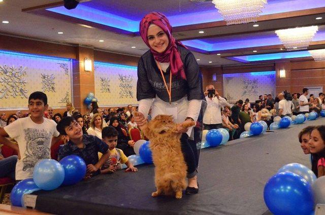 2. Uluslararası Pursaklar Kedi G&uuml;zellik Festivali Başlıyor 1