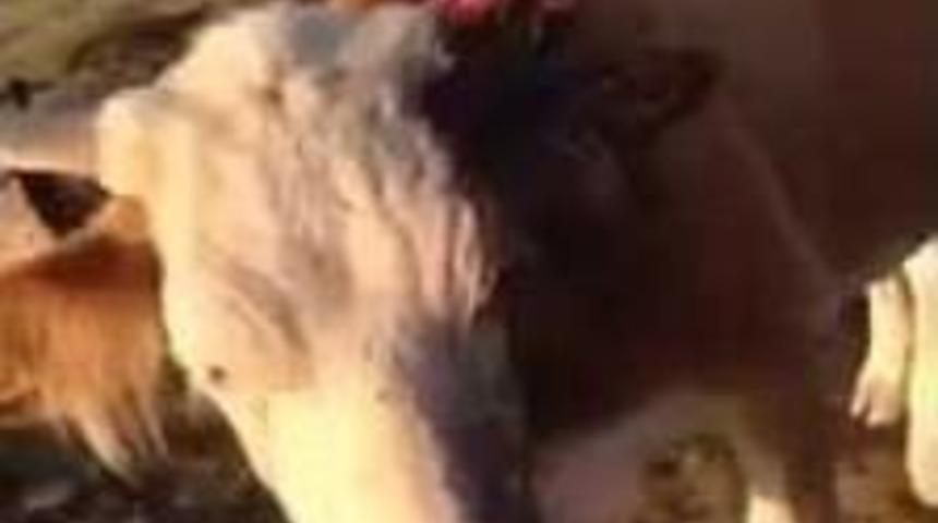 Iğdır’da Hayvanlara Vahşet Saldırı