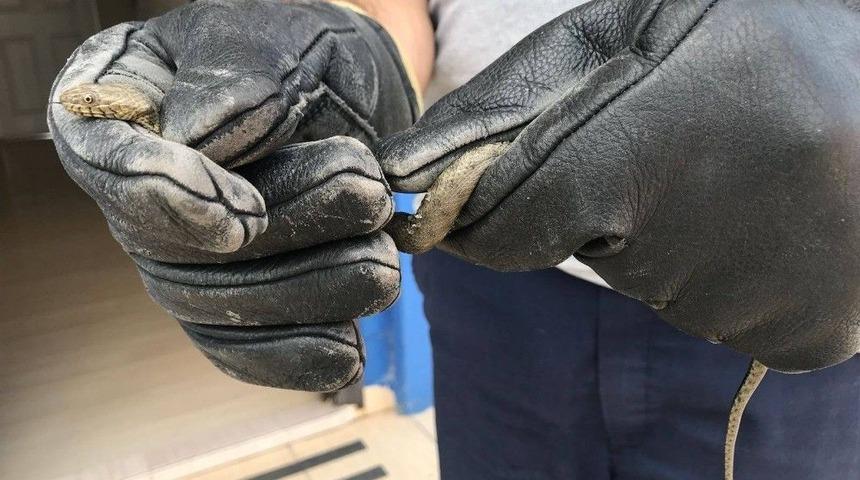 İtfaiyeye Gelen K&uuml;&ccedil;&uuml;k Yılan Yakalanıp Doğaya Salındı