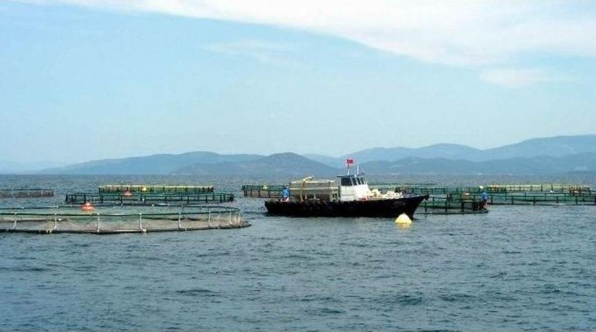 T&uuml;rk Balıkları D&uuml;nya Sofralarına U&ccedil;uyor