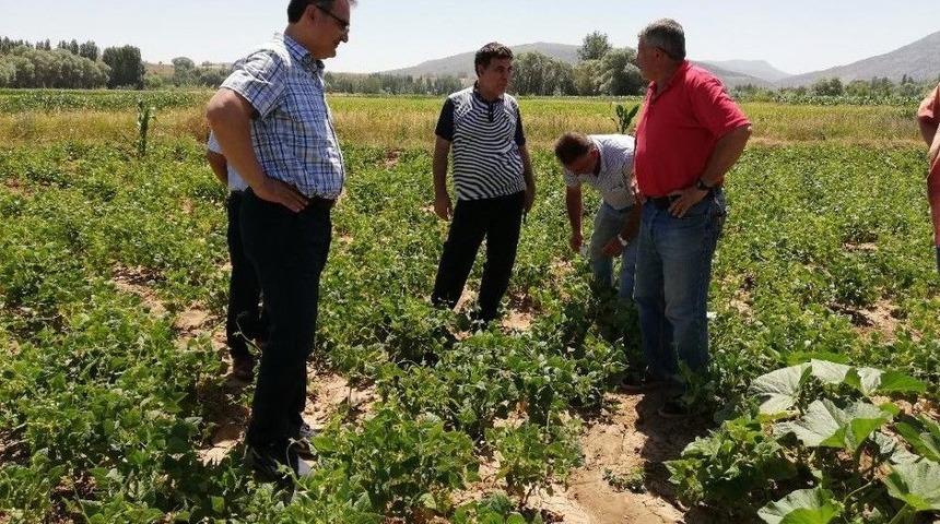 Kelkit Kuru Fasulyesinin Coğrafi İşaret Ve Marka Yolculuğu Devam Ediyor