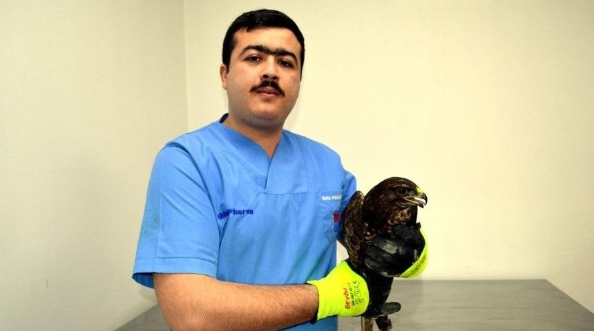 Avcıların Vurduğu Yaralı Şahin Tedavi Altına Alındı