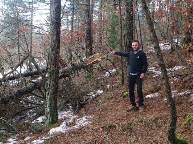 Fırtına Kaz Dağları'nda Ağaçları Yıktı Geçti