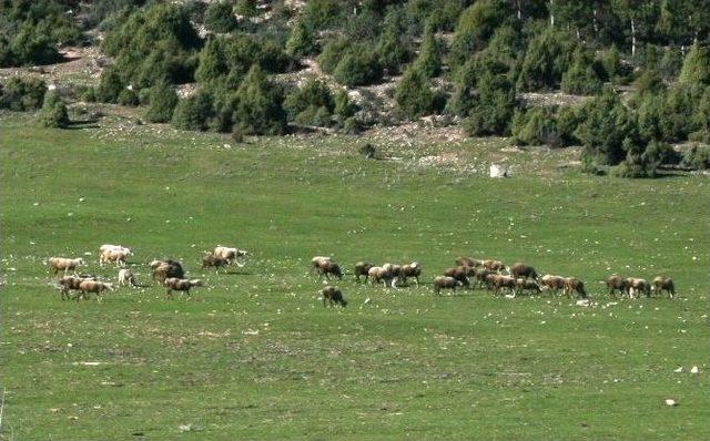 (özel Haber) Dağ Yöresinde Tarım Ve Hayvancılığa Can Simidi