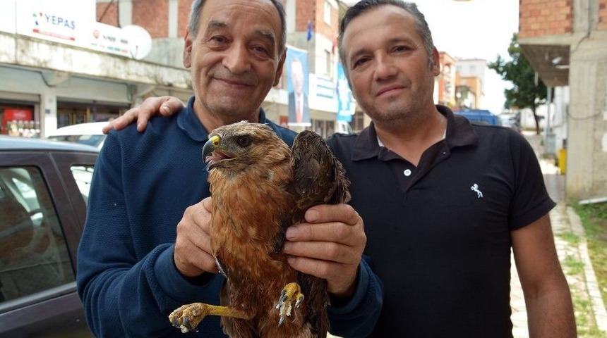 Yaralı Şahin G&ouml;revlilere Teslim Edildi