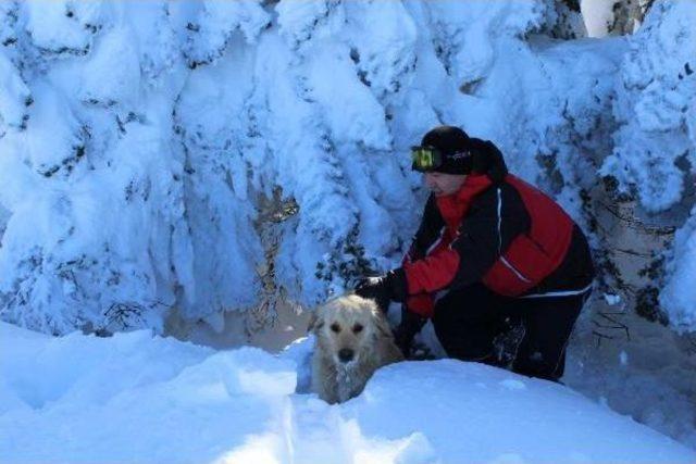 Uludağ da Jandarmadan K&ouml;pek Kurtarma Operasyonu 3