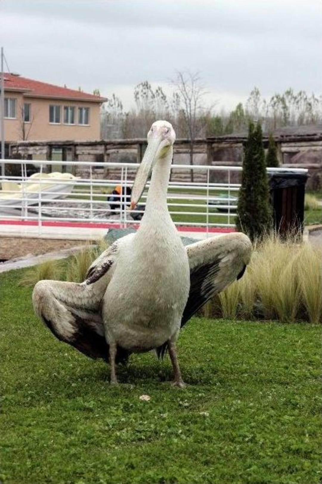 Hayvanat Bah&ccedil;esinin G&ouml;z Bebeği Oldu