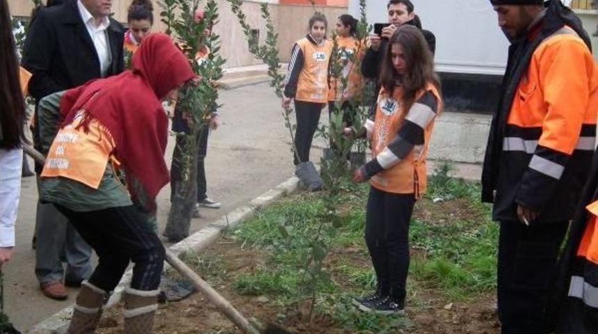 &Ouml;ğrenciler Okul Bah&ccedil;esine Fidan Dikti