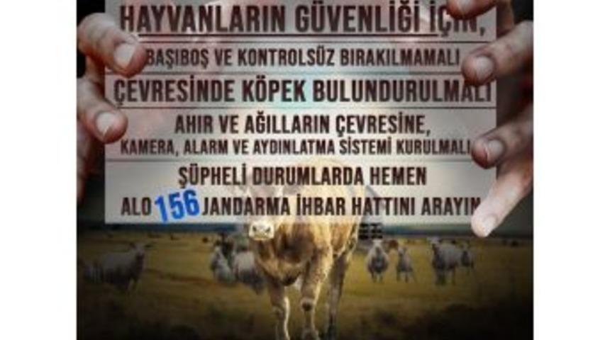 Jandarma’dan Hayvan Hırsızlığına Karşı Uyarı