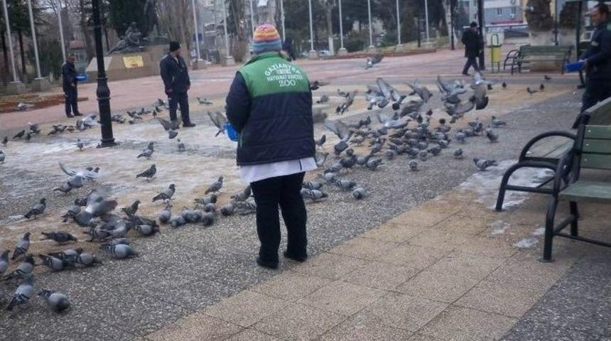 B&uuml;y&uuml;kşehir&rsquo;den Sokak Hayvanlarına Yiyecek Desteği