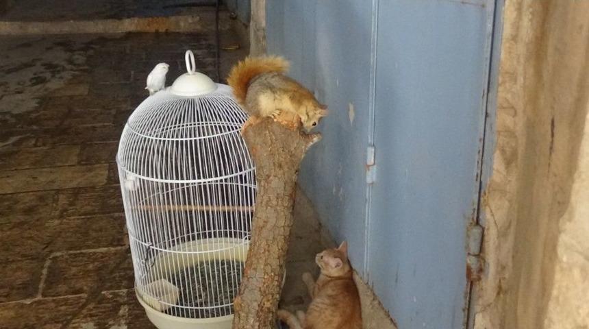 Sincabı, Kedisi, G&uuml;vercini Bir Arada Yaşıyor