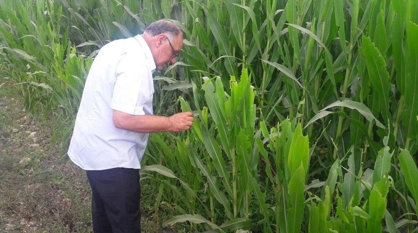 Malkara İl&ccedil;e Tarım, Mısır Tarlalarında İncelemelerini S&uuml;rd&uuml;r&uuml;yor
