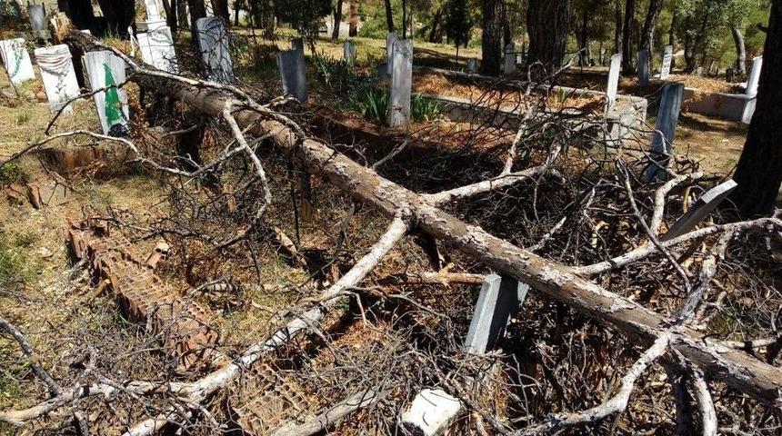 Kuruyan Ağa&ccedil;lar Mezarların &Uuml;zerine Yıkıldı