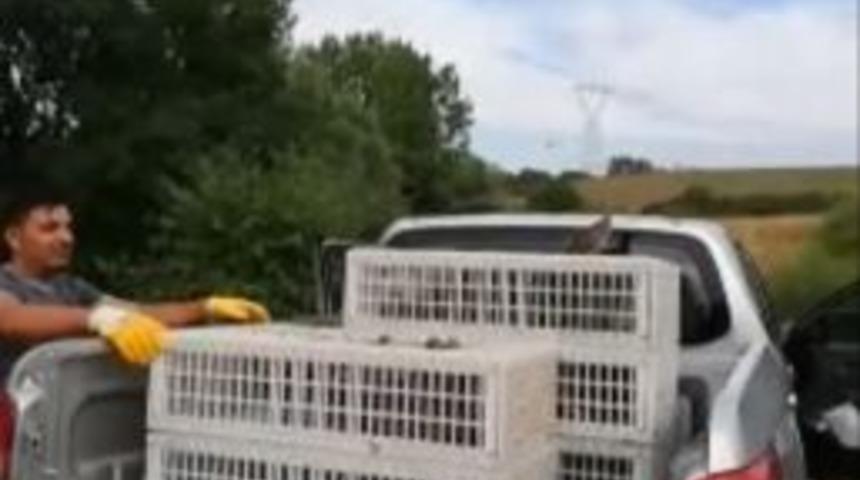 Tekirdağ’da Doğaya 50 Çil Keklik Salındı