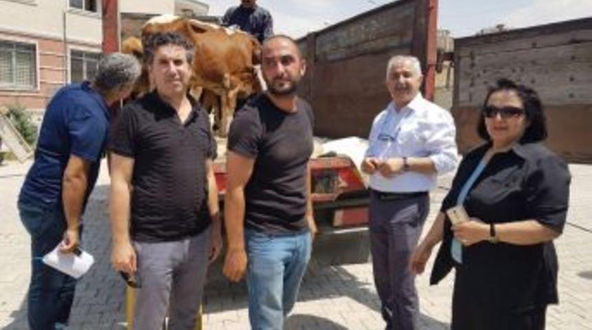 Genç Çiftçilere Sığır Desteği