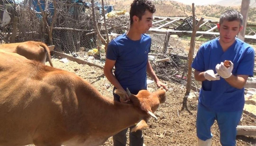 Siirt&rsquo;te Aşılama İle Hayvan &Ouml;l&uuml;mleri Minimuma İndirildi