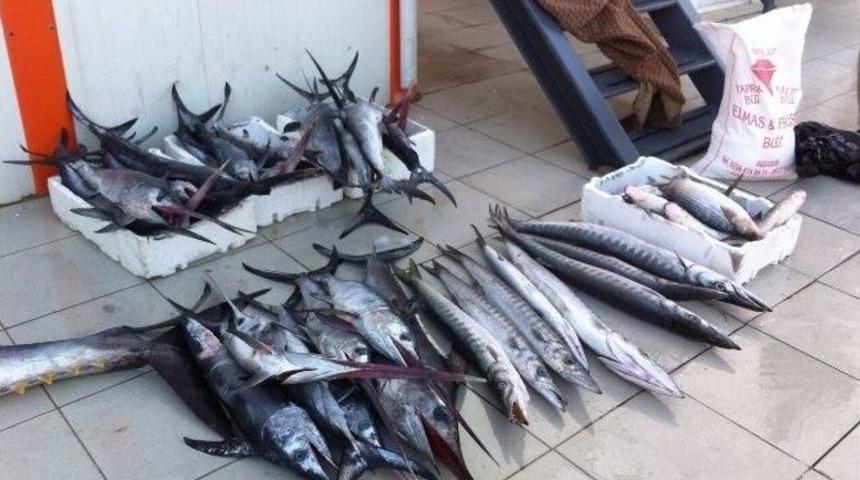 Sahil G&uuml;venlik Yasa Dışı Avcılık Yapanlara G&ouml;z A&ccedil;tırmıyor