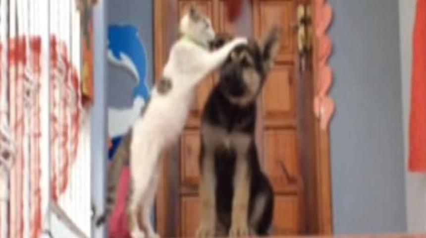 Kedi 'boncuk'la k&ouml;peklerin dostluğu