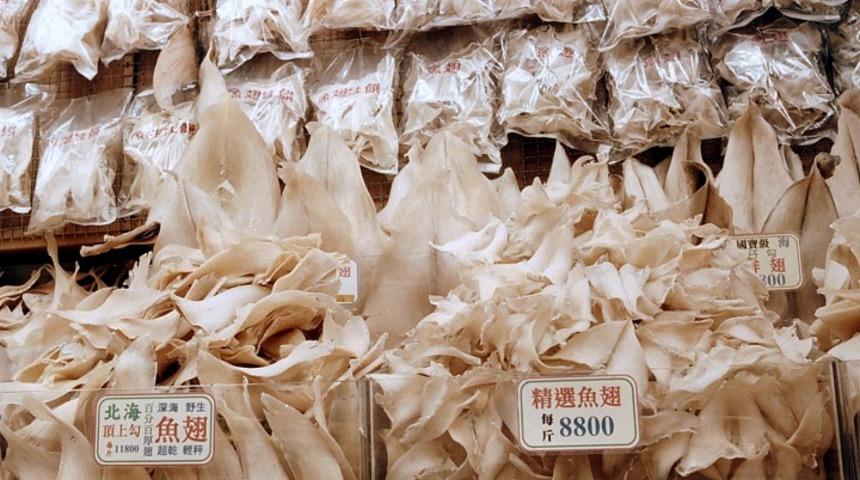 Yaraları İyileştirip Tümör Büyümesine Engel Oluyor: Köpek balığı Kıkırdağı