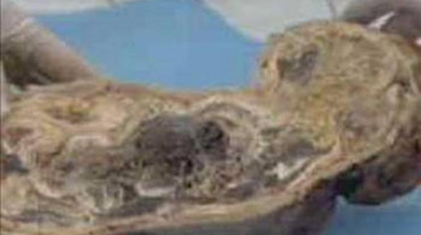 Mucizevi yaşam &ouml;yk&uuml;leri