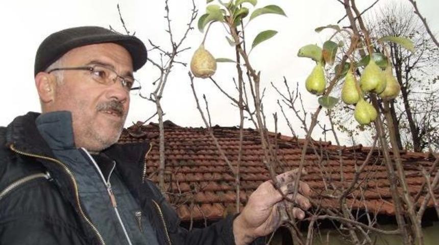 Aralık'ta meyve veren armut ağacı şaşırttı