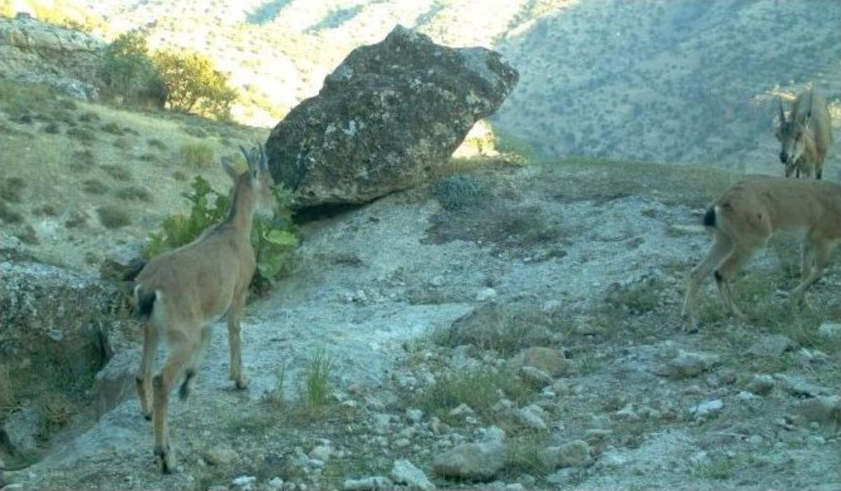 Cudi Ve Gabar Dağlarında Yaban Hayatı Fotokapanlara Yansıdı
