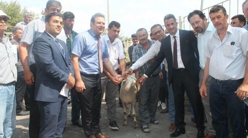 Kıvırcık Irkı Damızlık Ko&ccedil;ların Dağıtım T&ouml;reni Yapıldı