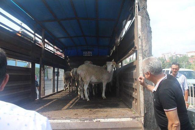 Kıvırcık Irkı Damızlık Koçların Dağıtım Töreni Yapıldı