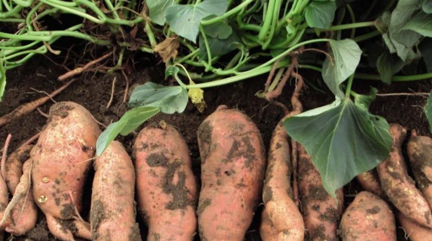 Tatlı Patates Nasıl Yetiştirilir?