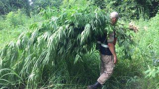 Samsun’da Boyları 3 Metreyi Bulan 110 Kök Kenevir Bitkisi Ele Geçirildi