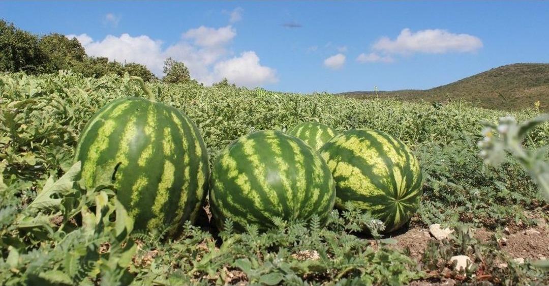 Hatay Karpuzu, Adana Karpuzuna Rakip Oldu