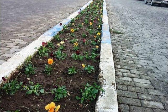 Bayındır’ın Çiçekleri Foça’yı Güzelleştirecek