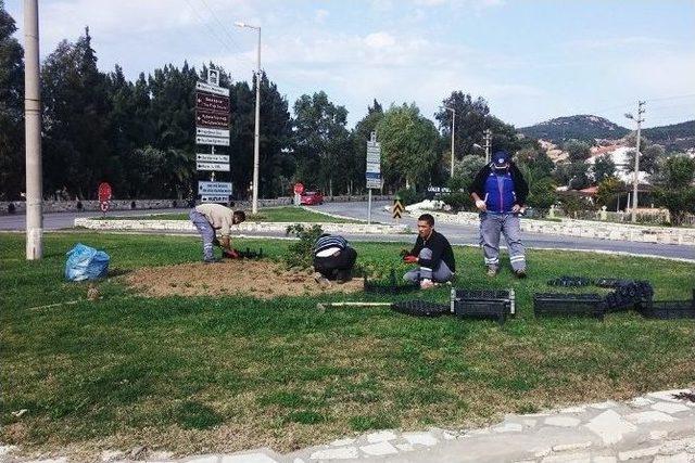 Bayındır’ın Çiçekleri Foça’yı Güzelleştirecek