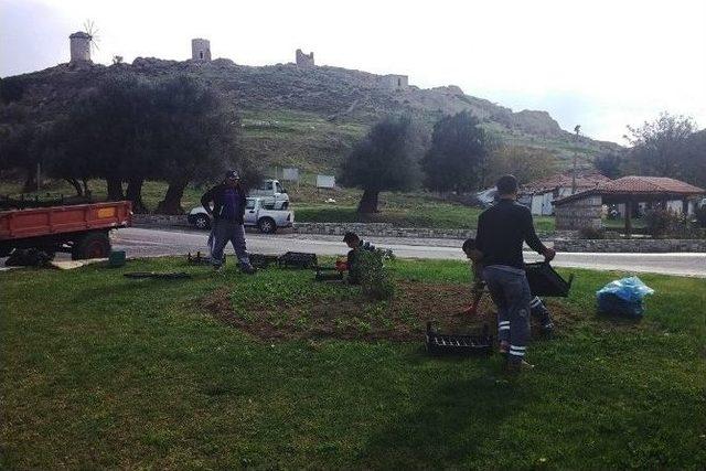 Bayındır’ın Çiçekleri Foça’yı Güzelleştirecek