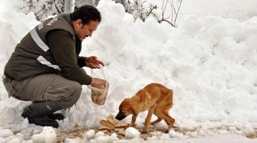 Ağır Kış Şartlarında Sokak Hayvanları Da Unutulmadı