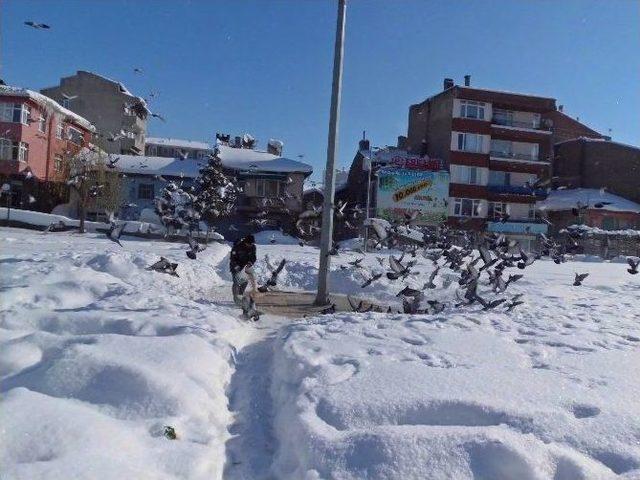 Ağır Kış Şartlarında Sokak Hayvanları Da Unutulmadı