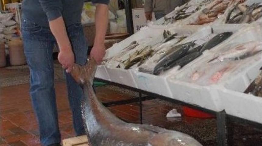 Fethiye&rsquo;de 50 Kiloluk Akya Yakalandı