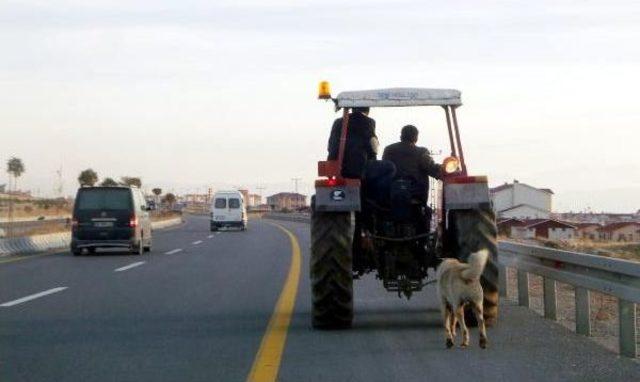 Traktörün arkasına bağlanan köpeğin sahibine para cezası 2
