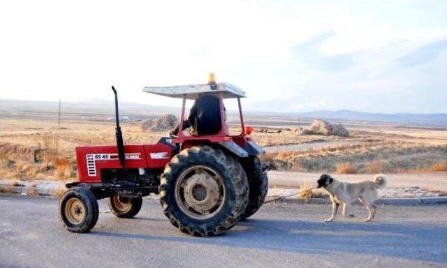 Traktörün arkasına bağlanan köpeğin sahibine para cezası 3