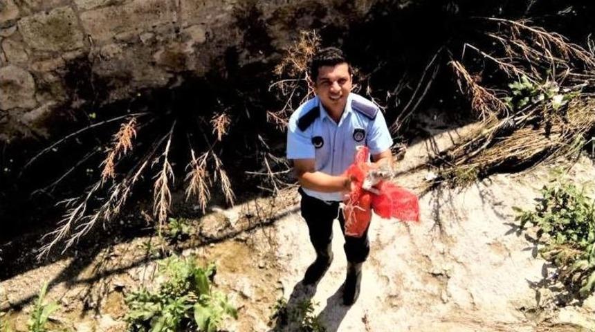 Zabıta Ekipleri Yavru Kediyi Kurtardı