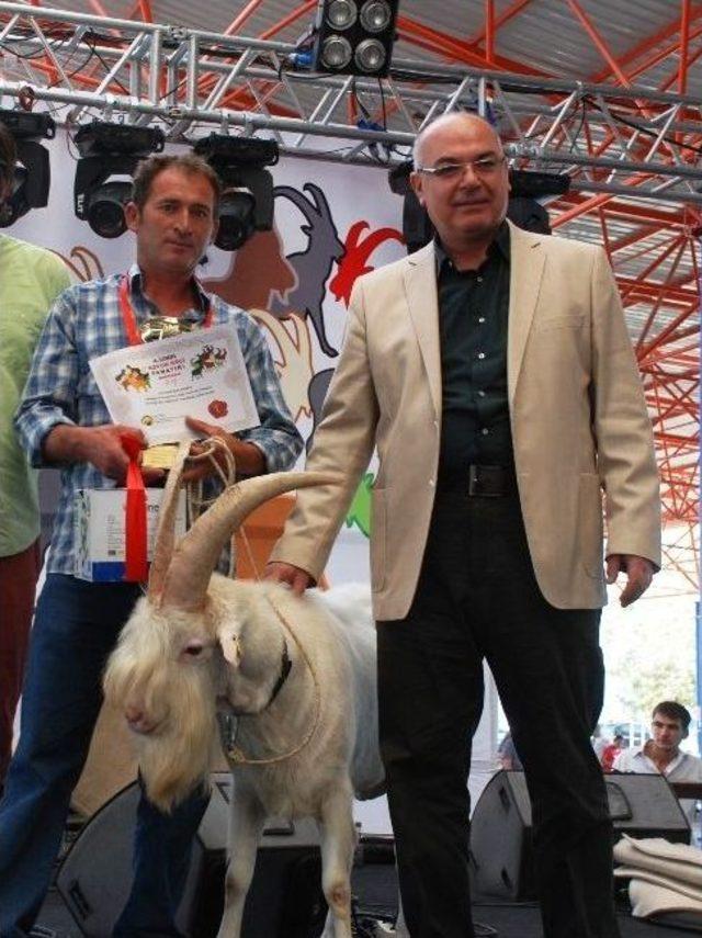 Koyun Ve Ke&ccedil;ilere G&uuml;zellik Yarışması 1