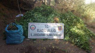 Elazığ’da 4 Bin Kök Hint Keneviri Ve 15 Kilo Esrar Ele Geçirildi