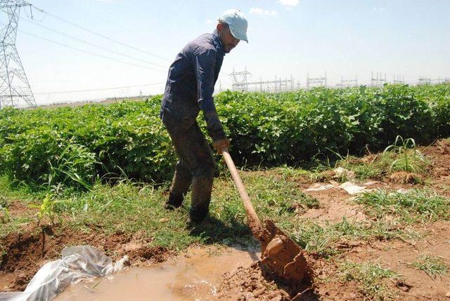 Şanlıurfalı Çiftçilerin Sıcakla İmtihanı