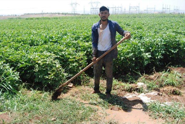 Şanlıurfalı Çiftçilerin Sıcakla İmtihanı