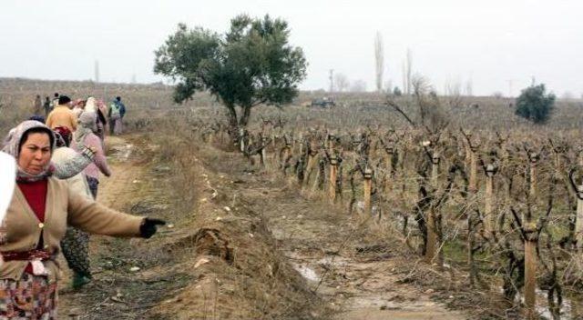 Manisa'da Sulama Kanalı Tartışmasında Mahalleli Belediye Işçilerine Saldırdı