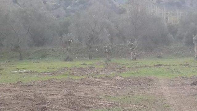 Aydın'da jeotermal için zeytin ağaçlarını kestiler