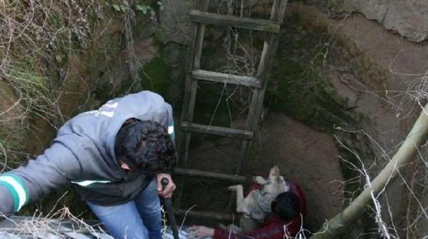 Su Sondaj Kuyusuna D&uuml;şen K&ouml;peği Itfaiye Kurtardı