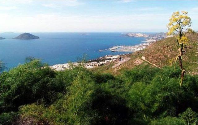 Bodrum da res tepkisi sürüyor 1